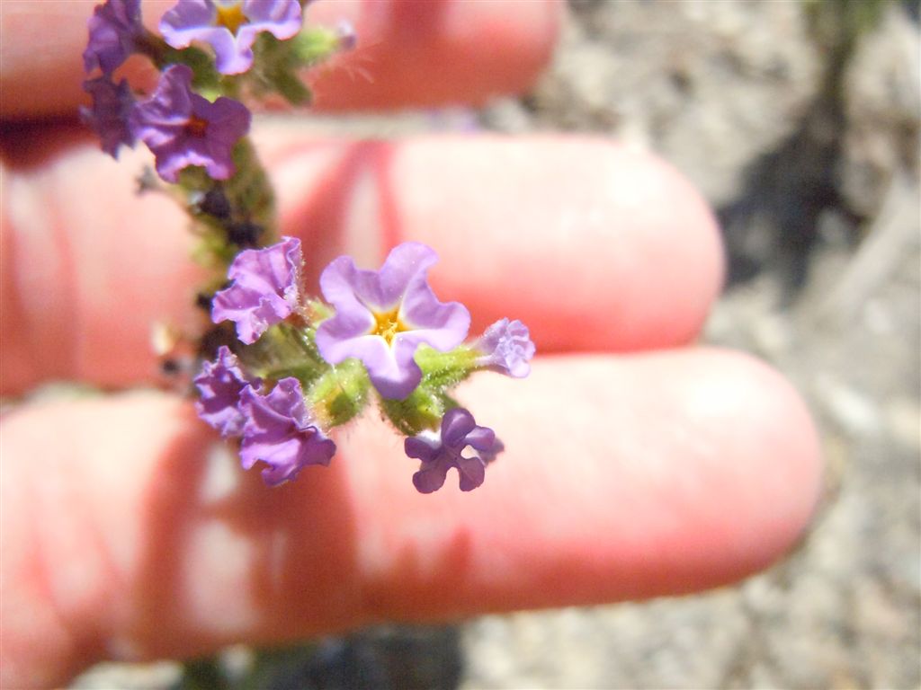 Heliotropium amplexicaule / Eliotropio purpureo